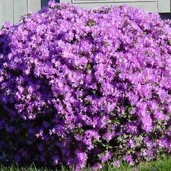 Lavender Rhododendron Shrub – CanaanGreenThumb